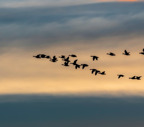 Birds Flying