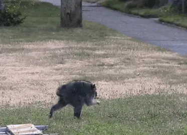 Racoon Talent Trust